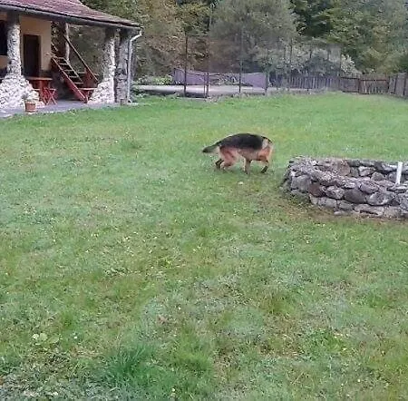 Ozon Maison d'hôtes Pietroasa (Bihor)